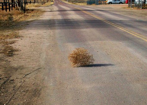 tumbleweed.JPG